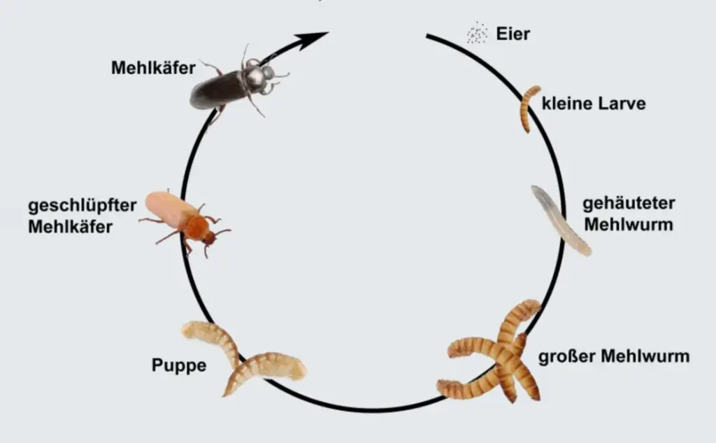 Lebenszyklus des Mehlkäfers